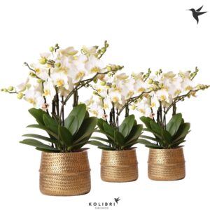 Phalaenopsis Lausanne Blossom 6 spike in Groove Pot gold
(3 Plants/Order)(12cmP 40cmH)