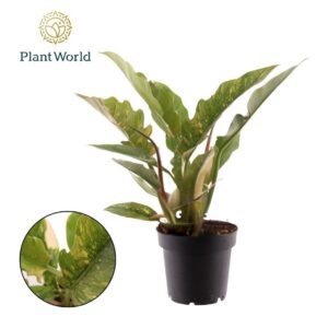 Philodendron Ring of Fire narrow P12
(6 Plants/Order)(12cmP 30cmH)