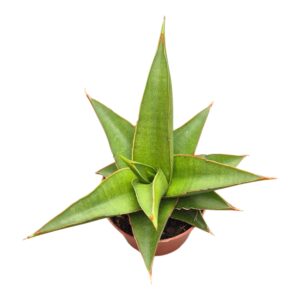 Sansevieria bacularis Abbey Crown
(10 Plants/Order)(7cmP 15cmH)