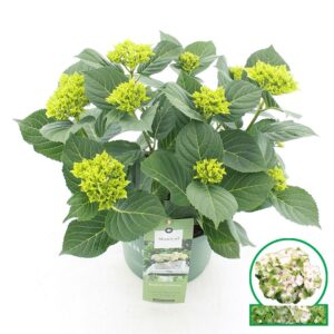 Hydrangea Magical Noblesse macr. C5 (23cm.) Kn.
(1 Plants/Order)(23cmP 45cmH)