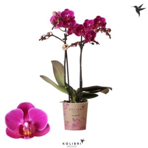 Phalaenopsis Multifloratypes other Merida 2 spike
(12 Plants/Order)(9cmP 40cmH)