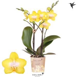 Phalaenopsis Arezzo Mineral 2 spike
(12 Plants/Order)(9cmP 40cmH)