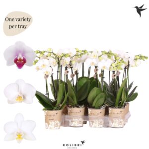 Phalaenopsis Multiflora Mineral white 2 spike
(12 Plants/Order)(9cmP 40cmH)