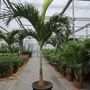 palms Veitchia merrillii
(1 Plants/Order)(70cmP 350cmH)