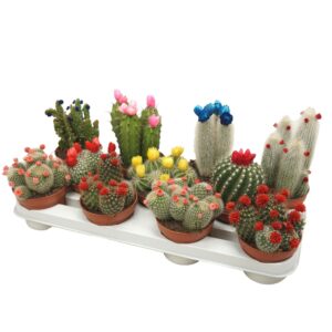 Cactus mix strobloem 10,5 cm
(11 Plants/Order)(10.5cmP 15cmH)