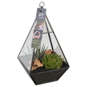 Arrangementen succulenten PTSU8401 in glazen driehoek
(6 Plants/Order)(13cmP 26cmH)