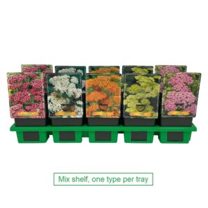 Achillea mix laag P11
(10 Plants/Order)(11cmP 25cmH)