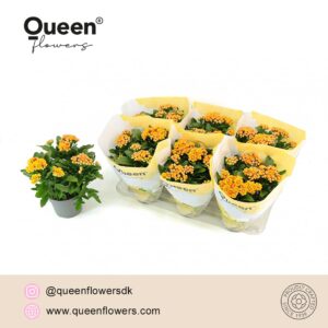 Kalanchoe More Flowers Lausanne Kalanchoe Lausanne yellow/red P14 Queen
(6 Plants/Order)(14cmP 26cmH)