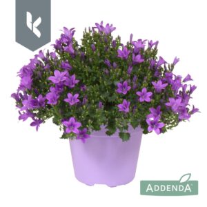Campanula portenschlagiana Ambella Intens Purple in ton sur ton
(5 Plants/Order)(15cmP 25cmH)