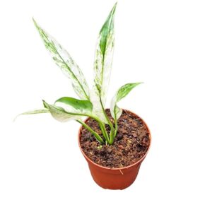 Spathiphyllum Sensation Snow Feather
(5 Plants/Order)(9cmP 15cmH)