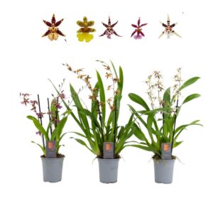 Oncidium Inca Oncidium 4+ spike 9cm
(9 Plants/Order)(9cmP 35cmH)