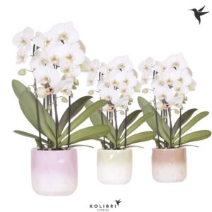 Phalaenopsis Elegant Cascade Niagara Fall white 3 spike in Gradience Pot
(4 Plants/Order)(12cmP 50cmH)