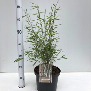 Fargesia nitida Black Pearl'
(1 Plants/Order)(23cmP 110cmH)