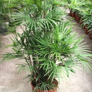 Rhapis Humilis
(1 Plants/Order)(30cmP 140cmH)