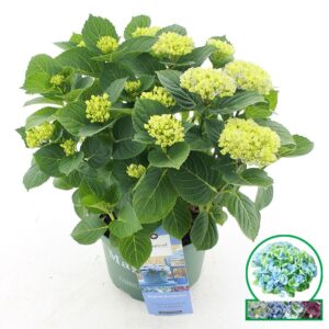 Hydrangea Magical Revolution macr. blue C5 (23cm.) Kn.
(1 Plants/Order)(23cmP 45cmH)