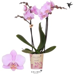 Phalaenopsis Multiflora Mineral Ecuador 2 spike
(12 Plants/Order)(9cmP 40cmH)