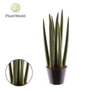 Sansevieria Cylindrica Spaghetti'
(12 Plants/Order)(8.5cmP 33cmH)