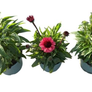 Echinacea purpurea Echinicea SunSeekers in Types
(1 Plants/Order)(19cmP 60cmH)