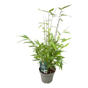 Fargesia nitida One Boo™ Gansu Black P14
(8 Plants/Order)(14cmP 30cmH)