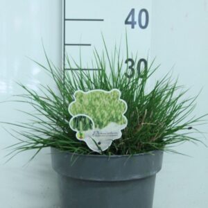 Pennisetum alopecuroides Little Bu
(1 Plants/Order)(23cmP 35cmH)