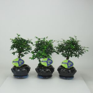 Bonsai Zelkova parvifolia, 13cm., broom, with driptray
(10 Plants/Order)(13cmP 25cmH)