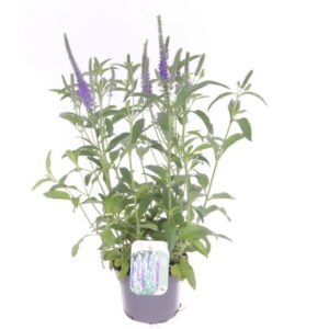 Veronica spicata Veronica spicata Inspire Blue
(8 Plants/Order)(13cmP 50cmH)