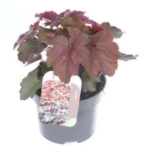 Heuchera micrantha Palace Purple
(8 Plants/Order)(13cmP 20cmH)