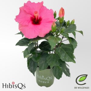 Hibiscus Adonis HibisQs® rosa-sinensis Pink’ p13
(8 Plants/Order)(13cmP 35cmH)