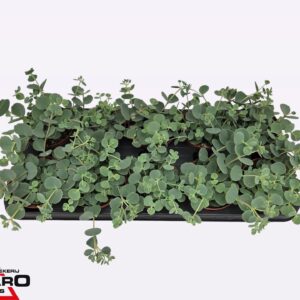 Sedum sieboldii Sedum sieboldii P10,5
(10 Plants/Order)(10.5cmP 15cmH)