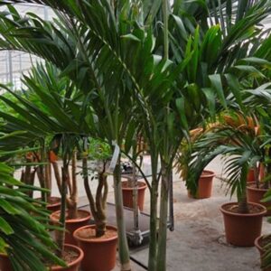 palms Veitchia merrillii 3pp
(1 Plants/Order)(55cmP 250cmH)