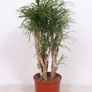 Dracaena Anita
(1 Plants/Order)(34cmP 140cmH)