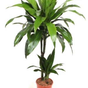 Dracaena Janet Craig 45-15
(1 Plants/Order)(19cmP 120cmH)
