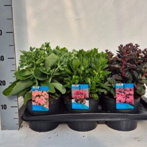 Sedum telephium mix
(6 Plants/Order)(17cmP 35cmH)