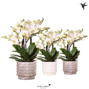 Phalaenopsis Lausanne Blossom 6 spike in Marble Pot mix
(4 Plants/Order)(12cmP 40cmH)
