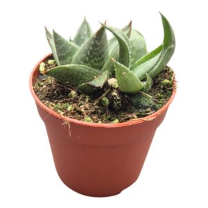 Haworthia Savanna
(10 Plants/Order)(7cmP 2cmH)