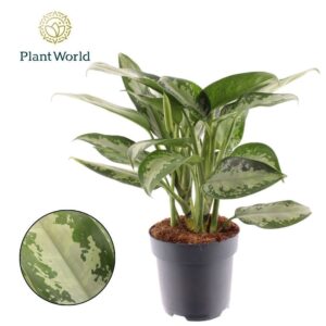 Aglaonema Jubilee Aglaonema Jubilee Petite
(6 Plants/Order)(17cmP 45cmH)