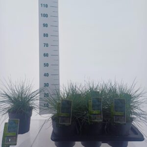 Festuca glauca Elijah Blue'
(1 Plants/Order)(17cmP 35cmH)