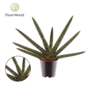 Sansevieria Skyline cylindrica
(6 Plants/Order)(12cmP 35cmH)
