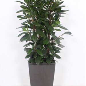 Ficus cyathistipula "in Piza Pot ""antraciet"""
(1 Plants/Order)(40cmP 180cmH)
