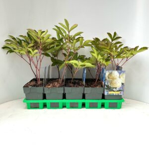 Paeonia Lactiflora 'Charles White' P11
(10 Plants/Order)(11cmP 25cmH)