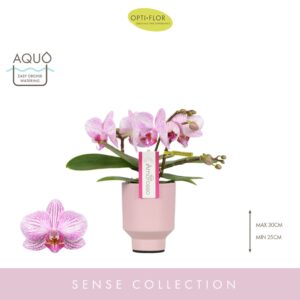 Phalaenopsis Multiflora Amorosso Merlini 3 spike in Emilia Pink Aquo
(6 Plants/Order)(7cmP 25cmH)