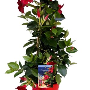 Mandevilla Rio Deep Red Mandeville 'Rio Deep' BAMBOO PIRAMIDE red
(6 Plants/Order)(17cmP 65cmH)