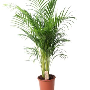 Chrysalidocarpus Dypsis Lutescens (Areca) P24 110
(1 Plants/Order)(24cmP 110cmH)