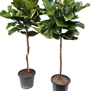 Ficus lyrata P37 stam
(1 Plants/Order)(37cmP 200cmH)
