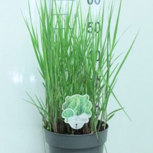 Panicum virgatum Heavy Metal
(1 Plants/Order)(23cmP 60cmH)