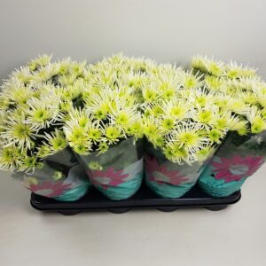 Chrysanthemum Anansi White Anansi White
(8 Plants/Order)(14cmP 27cmH)