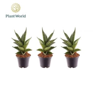 Sansevieria Skyline New
(16 Plants/Order)(7cmP 15cmH)