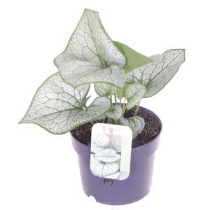Brunnera Silver Spear
(6 Plants/Order)(17cmP 30cmH)