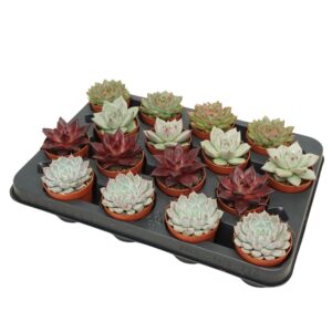 Echeveria mixed
(16 Plants/Order)(7cmP 12cmH)