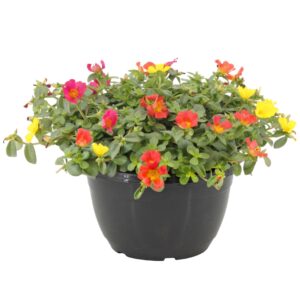Portulaca schaal 27cm
(1 Plants/Order)(27cmP 20cmH)